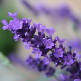 Krém na ruky FLORAL THERAPY