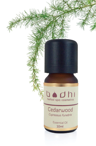 Cédrové drevo olej
