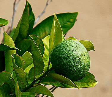 Bergamot